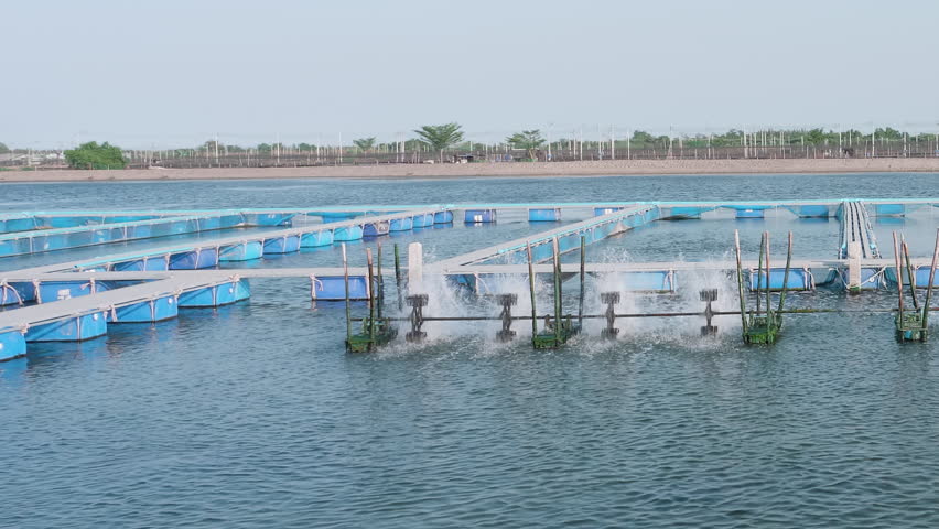Fish farm. Fish cage in earthen pond.Aquaculture farm. Cultivation of fish Royalty-Free Stock Footage #3491258279