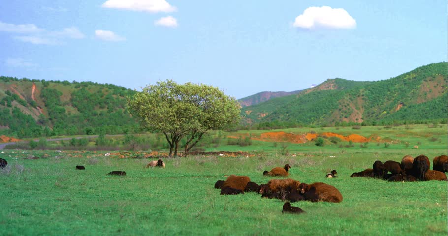 black and brown sheep resting in the greenery at the foot of the mountain