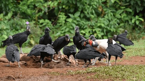 King Vulture and Black vultures feeding on dead animal Stockvideó