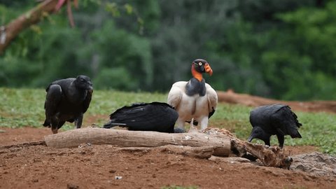 King Vulture and Black vultures feeding on dead animal Stockvideó