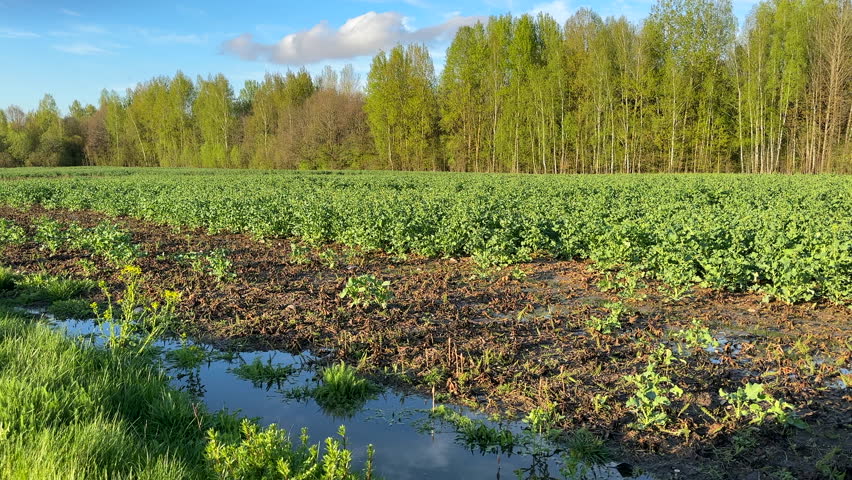 Farm field with green vegetation. Field with agricultural crops. Agricultural field in spring