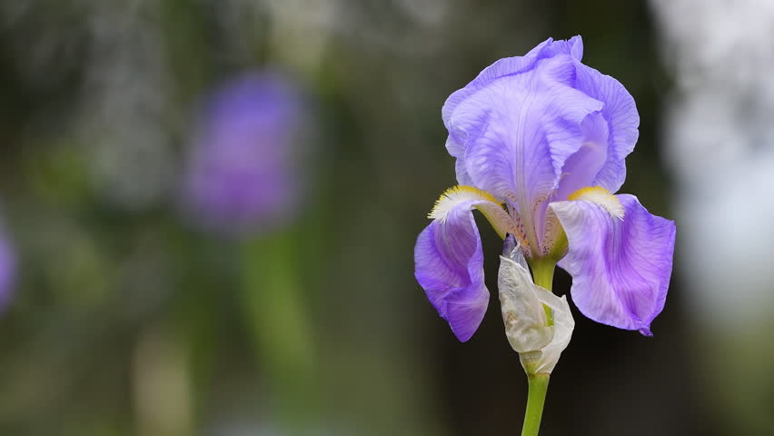 Closeup on Blooming purple iris in the Chianti region in Tuscany. The iris (Iris Pallida), the symbol of the city of Florence. Italy.