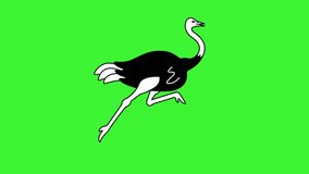 running ostrich hd green screen video
