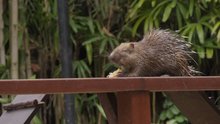 Sunda porcupine or Javan porcupine eating on wooden fence. Close-up