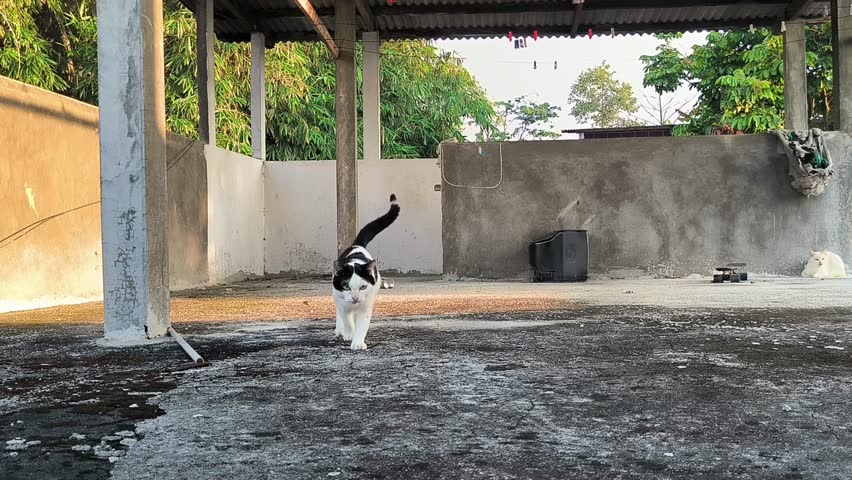 black white cat walking around me