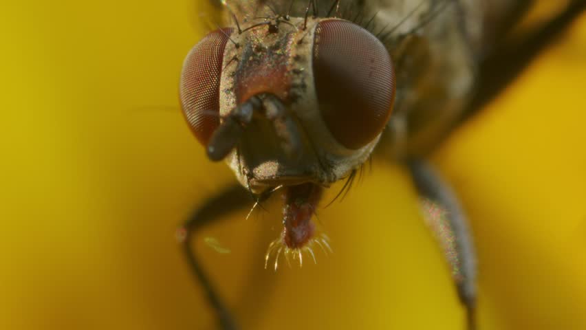 Extreme macro of Hose Fly on yellow flower in nature. Eyes, head and mouth details shot.