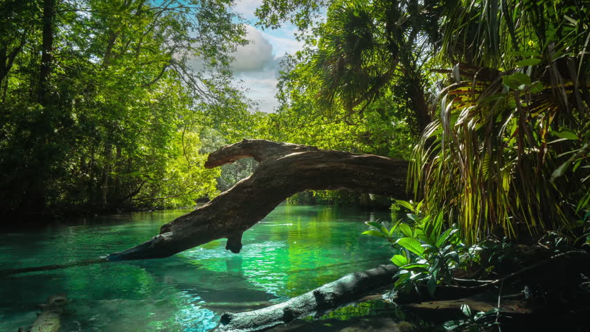 Weeki Wachee Springs State Park river in Florida. Cinemagraph of clear blue water, green tropical jungle, manatee