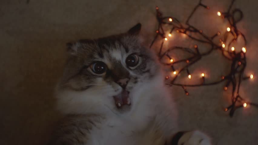 portrait of a young funny cat lying next to a garland