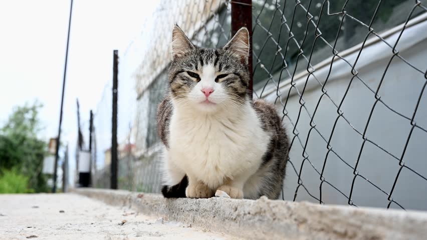 Single fluffy stray cat sitting outdoor near fence. Tabby cat with red nose and green eyes