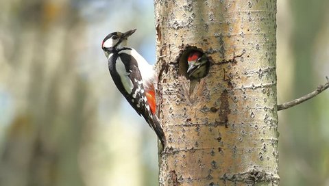 Caring for the offspring - Red woodpecker bird feeding his nestling - profile long shot