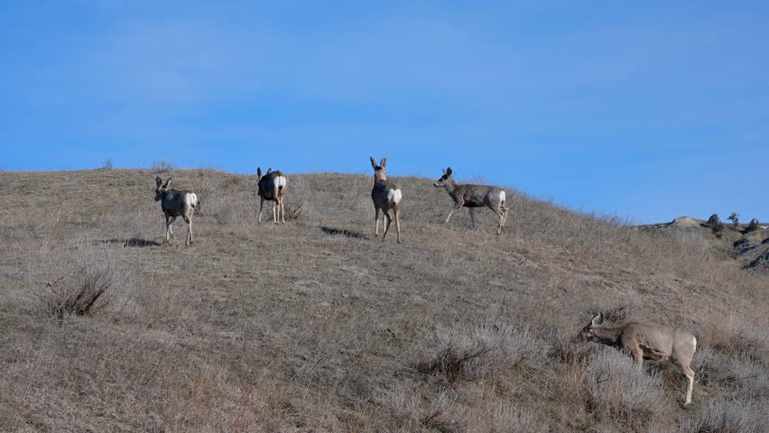 A small herd of mule deer are grazing on a wintery hillside in Theodore Roosevelt National Park.
