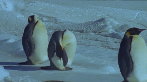 Emperor penguins Stock Video