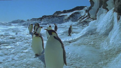 Emperor penguins Stock Video