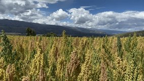 
Video of the Quinoa plant in a landscape in the andes of peru. 