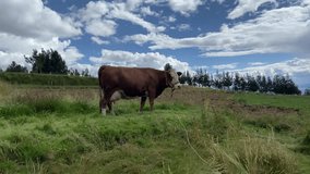 Video of cows feeding in a green field in Peru. Concept of animals.