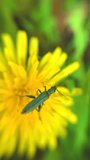 This video shows an insect sitting on the bright yellow petals of a flower. The insect is a beetle with a long body and elongated antennae. A vertical video about nature, flowers, and plants is perfec