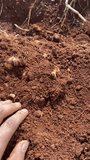 Incredible video of hands digging the soil to harvest potatoes.
