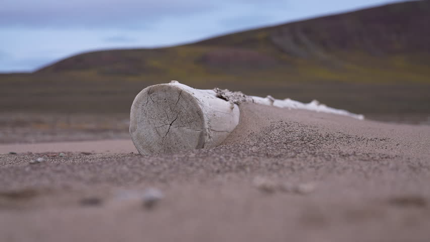 Tree Trunk in Beach Sand, Detail From Fleming Fjord, Greenland in Summer Season