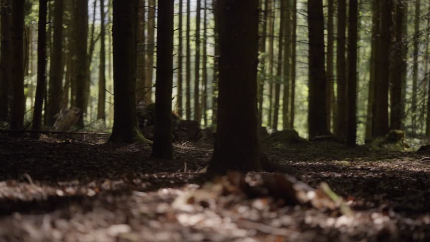 A pack of wolfhounds running trough the forest