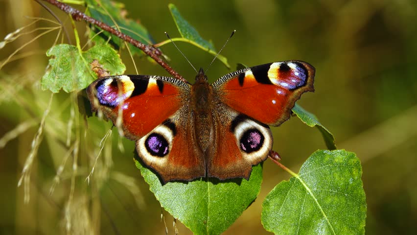 Aglais io butterfly dries its wings in the sun in autumn