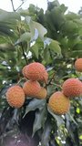 Lychee the Best Summer Fruit. Bnagladesh Lychee garden Fresh fruit. 