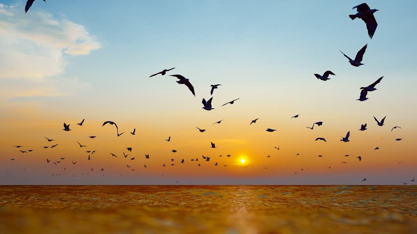 Seagulls flying over the sea at dusk and evening in slow motion