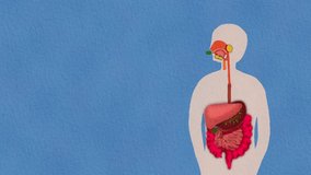 Digestive system : Cute Hand Painting Illustration with Paper Texture - Powered by Shutterstock - Get 15% off with code: PIKWIZARD15