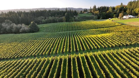 Aerial: Rows Of Vineyard Stretch Towards A Dense Forest, Creating A Natural Tapestry Of Greenery And Agriculture, Bathed In The Soft Light Of The Setting Sun. - Sherwood, Oregon Stockvideó