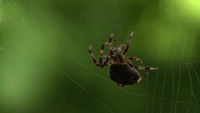 Spider making his web beautiful isolated video 