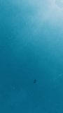 A man is swimming on the surface of the water of the sea on the background of the blue sky. Vertical Video
