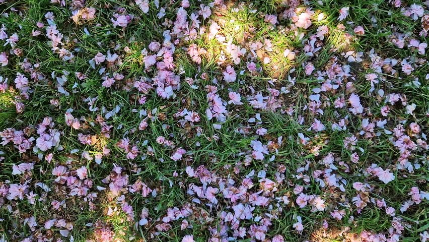 Fallen pink sakura flowers on the grass, top view. Spring natural background. The end of cherry blossoms in the park