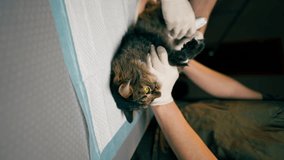 vertical video in a veterinary clinic veterinarian doctor shaves a cat's tummy to do an ultrasound