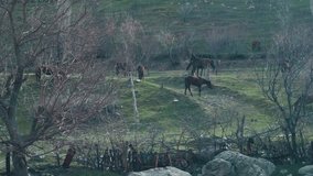 Horses are grazed at the foot of the mountain