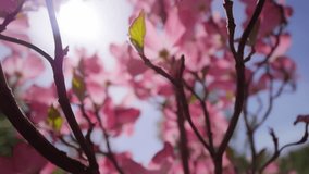 Flowering dogwood shrub with pink flowers in blossom