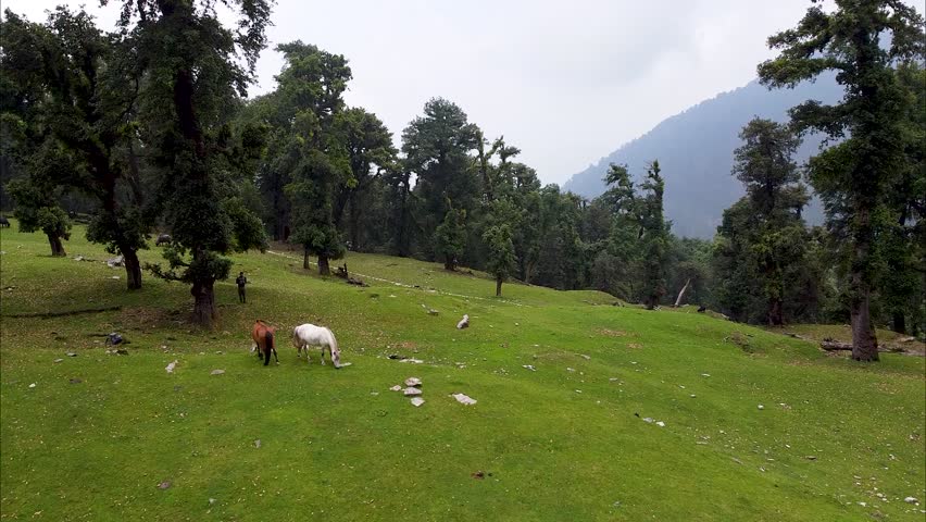 Himalayan Serenity - A Journey Through Open Grasslands and Majestic Mountain Forests, Where Nature Sings in Harmony