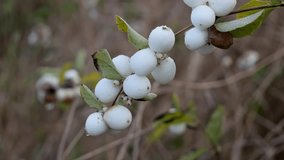 A branch of coralberry (Symphoricarpos orbiculatus or Indian currant) with white fruits. Close-up.