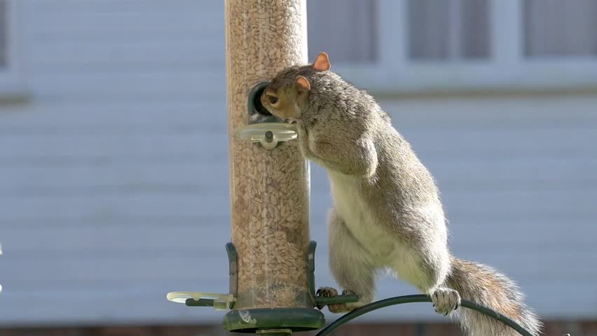 Grey Squirrel (Sciurus carolinensis) eating sunflower seeds from a garden bird feeder. April, Kent, UK. [Half speed]
