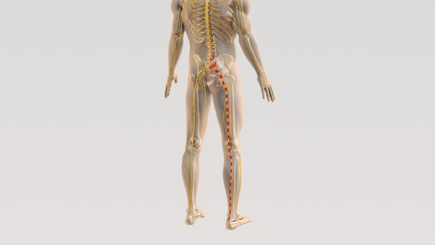 Sciatica spine and nerve pain path