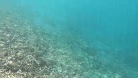 This is the video of nature in North Maluku including beach, sky, and underwater view.