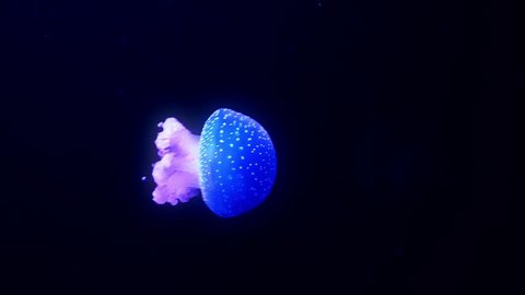 Blue glowing jellyfish moving in the dark blue water.