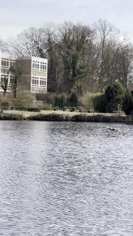 Beautiful nature, geese and ducks fight for survival