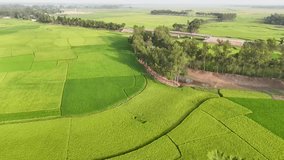 natural bridge rice field green weather drone video aerial view rice field top view 4K aerial views paddy at west bengal, India and Bangladesh