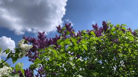 Large bunches of burgundy lilac on tree branches in a botanical garden. Many red lilacs bloom against the background of the blue sky. View from below. High quality 4k footage
