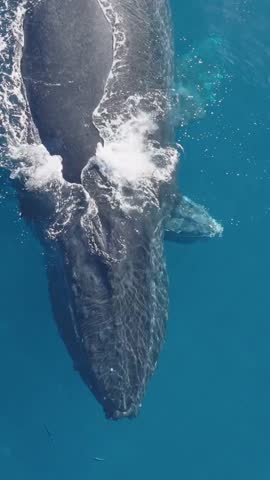 a closer view of humpback whale Royalty-Free Stock Footage #3492387531