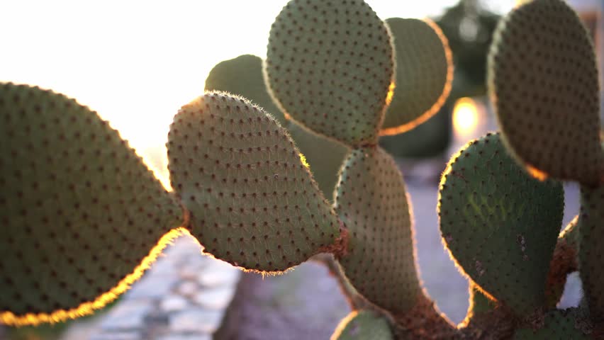 Green prickly pear in bright sunlight against the sky