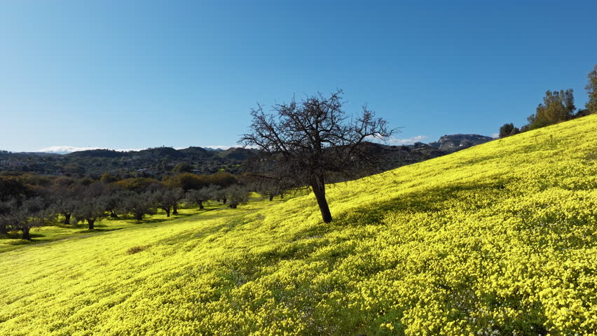 Yellow Flowers Field In Spring Hill Cultivation