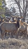 Herd of Elk in a Forest Vertical Video