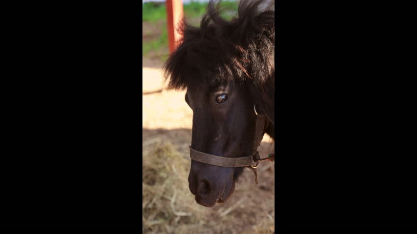 a horse eats vegetables out of a child