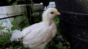 A close-up slow-motion video of a fluffy chick standing with quiet curiosity. Recorded at 120 fps.