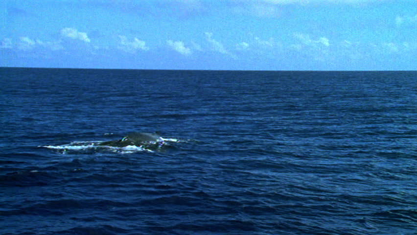 Humpback whales 
